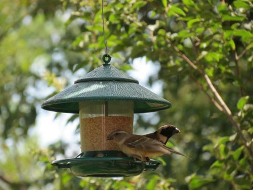 Meerkatplaats Guesthouse And B&B