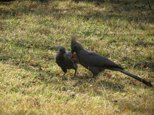 Meerkatplaats Guesthouse And B&B