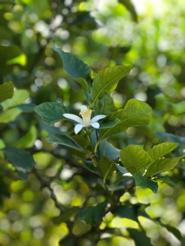 Agroturismo Villa Vesta