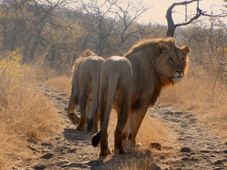 Esiweni Luxury Safari Lodge