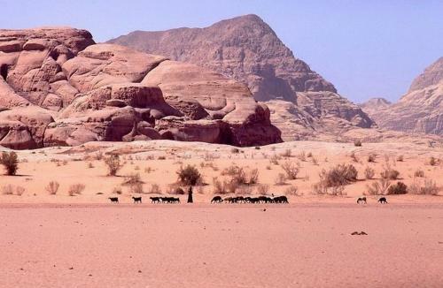 Bedouin Advisor Camp