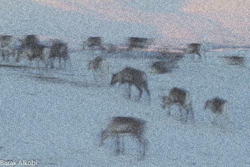 Hostal Abisko Guesthouse