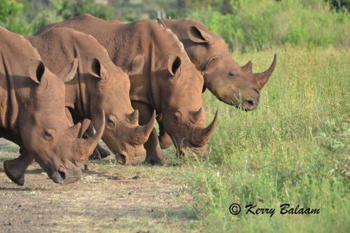 Phumula Kruger Lodge And Safaris
