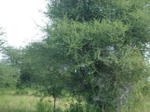 Tembo Tarangire Lodge & Camp