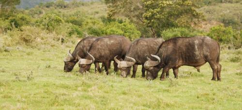 Lodge Lalibela Game Reserve Mark's Camp