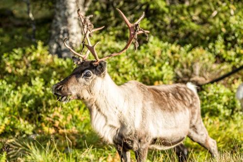 Hotel Stors�tra Fj�llhotell