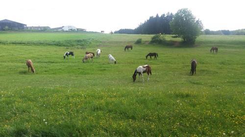 Hostal Q Ranch