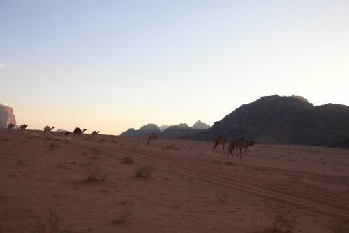 The Bedouin Meditation Camp