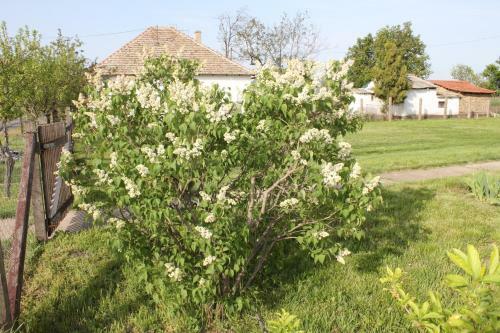 Hostal Peregi Vend�gh�z
