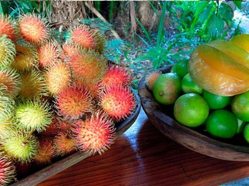 Omega Tours Eco-jungle Lodge