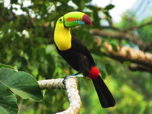 Omega Tours Eco-jungle Lodge