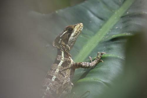 Omega Tours Eco-jungle Lodge