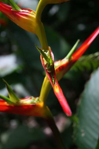 Omega Tours Eco-jungle Lodge