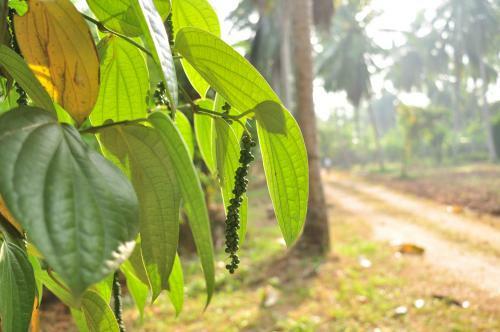 Hotel Soba Lanka Holiday Resort