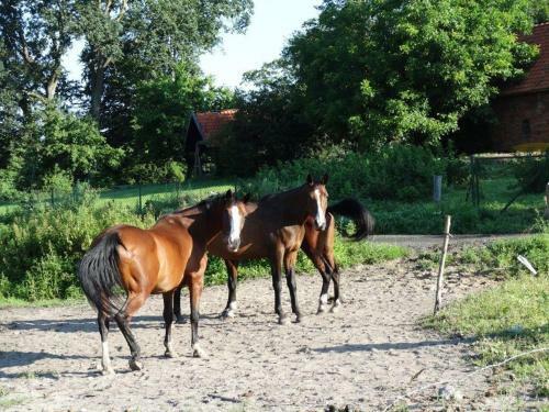 Agroturismo Dom Go?cinny