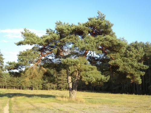 Apartament Janewicz�wka D