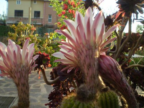 Bed & Breakfast Il Giardino Di Emilio