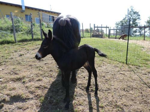 Agroturismo Societ� Agricola Cacigolara