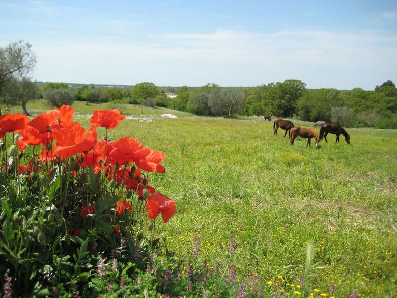 Agroturismo Podere Papilio