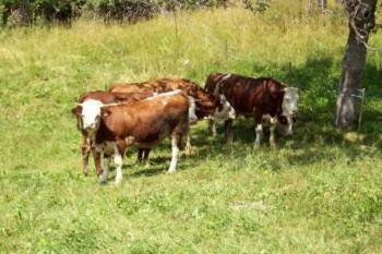 Agroturismo Agriturismo Au Jardin Fleuri