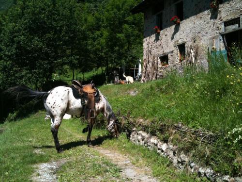 Hostal Agriturismo Le Fratte