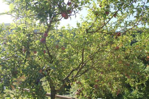 Agroturismo B&B Il Poggetto