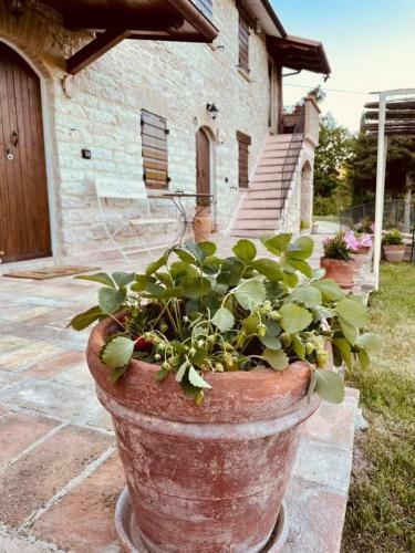Agroturismo B&B Il Poggetto