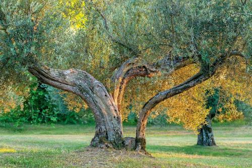 Agroturismo Borgo Di Bastia Creti