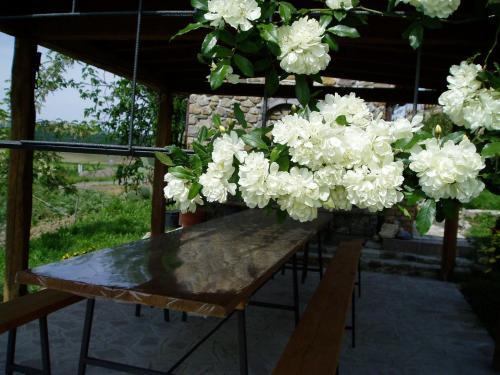 Hostal Agriturismo Podere Micitto