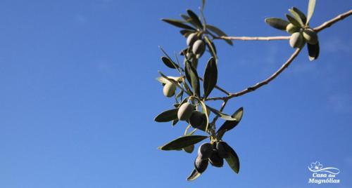 Agroturismo Casa Das Magnolias