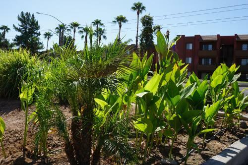Mesa Oasis Inn & Motel