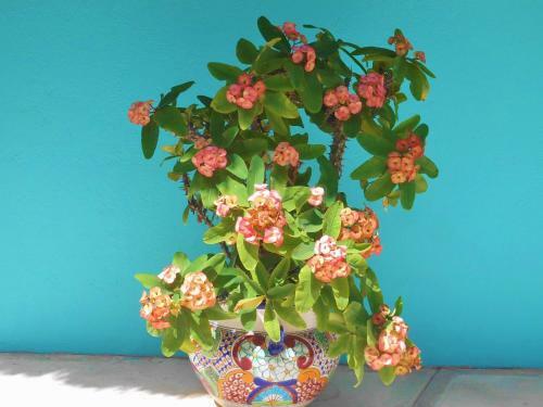 Aparthotel Casa Gatos