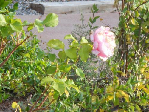 Bed & Breakfast Apple Orchard Inn