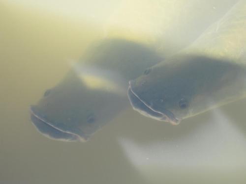 Jungle Explorer Lodge