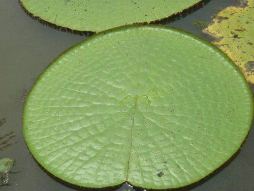 Jungle Explorer Lodge