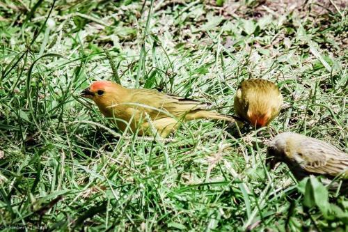 Hostal C�u Azul Pousada