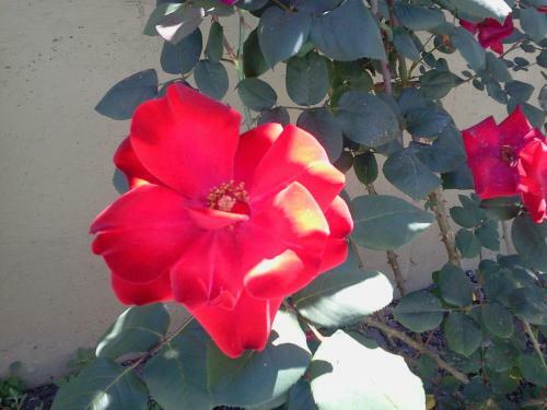 Posada Hosteria Suyana