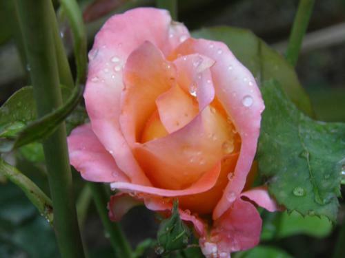 Posada Hosteria Suyana