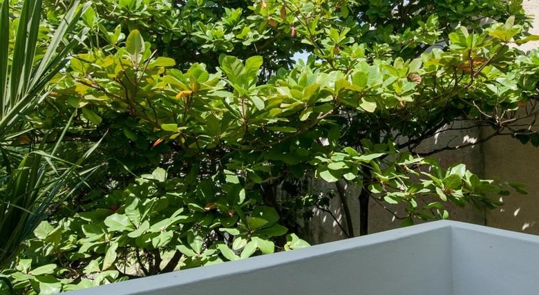 Apartamento Mango Y Papaya