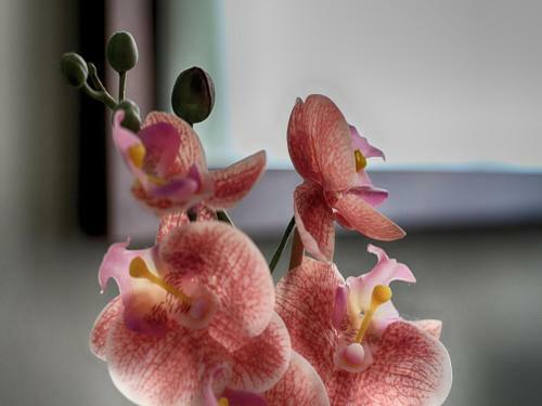 Apartamento Old Town Home Prague