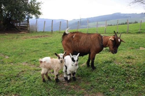Agroturismo Arrizurieta