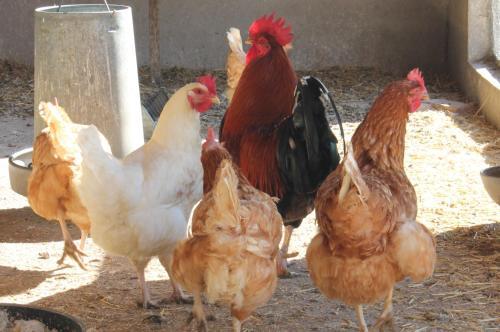 Agroturismo Los Laureles Casa Rural