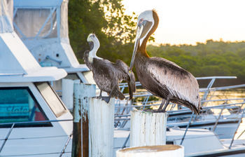 Posada Creekside Inn Islamorada