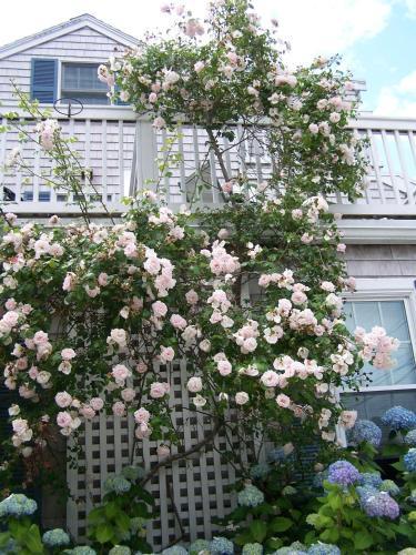 Bed & Breakfast An English Garden
