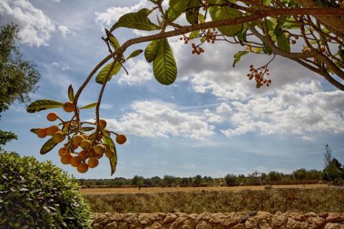 Agroturismo Finca Can Carro