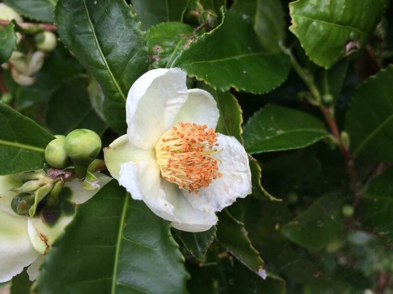 Hostal Residencial Casa Do Jardim