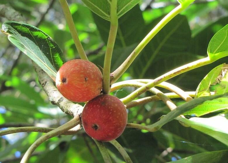 Hostal Residencial Casa Do Jardim