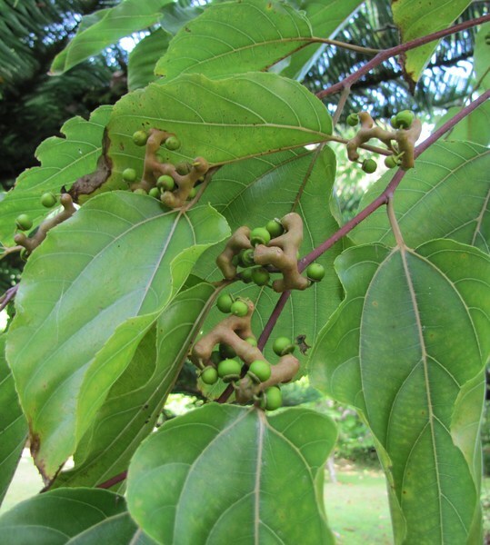 Hostal Residencial Casa Do Jardim