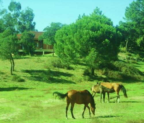 Agroturismo Coudelaria Vale Pau