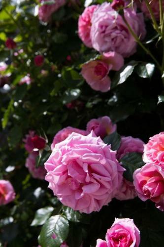 Bed & Breakfast Les Jardins De La Livr�e